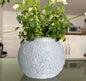 Moon Plant Pot 2